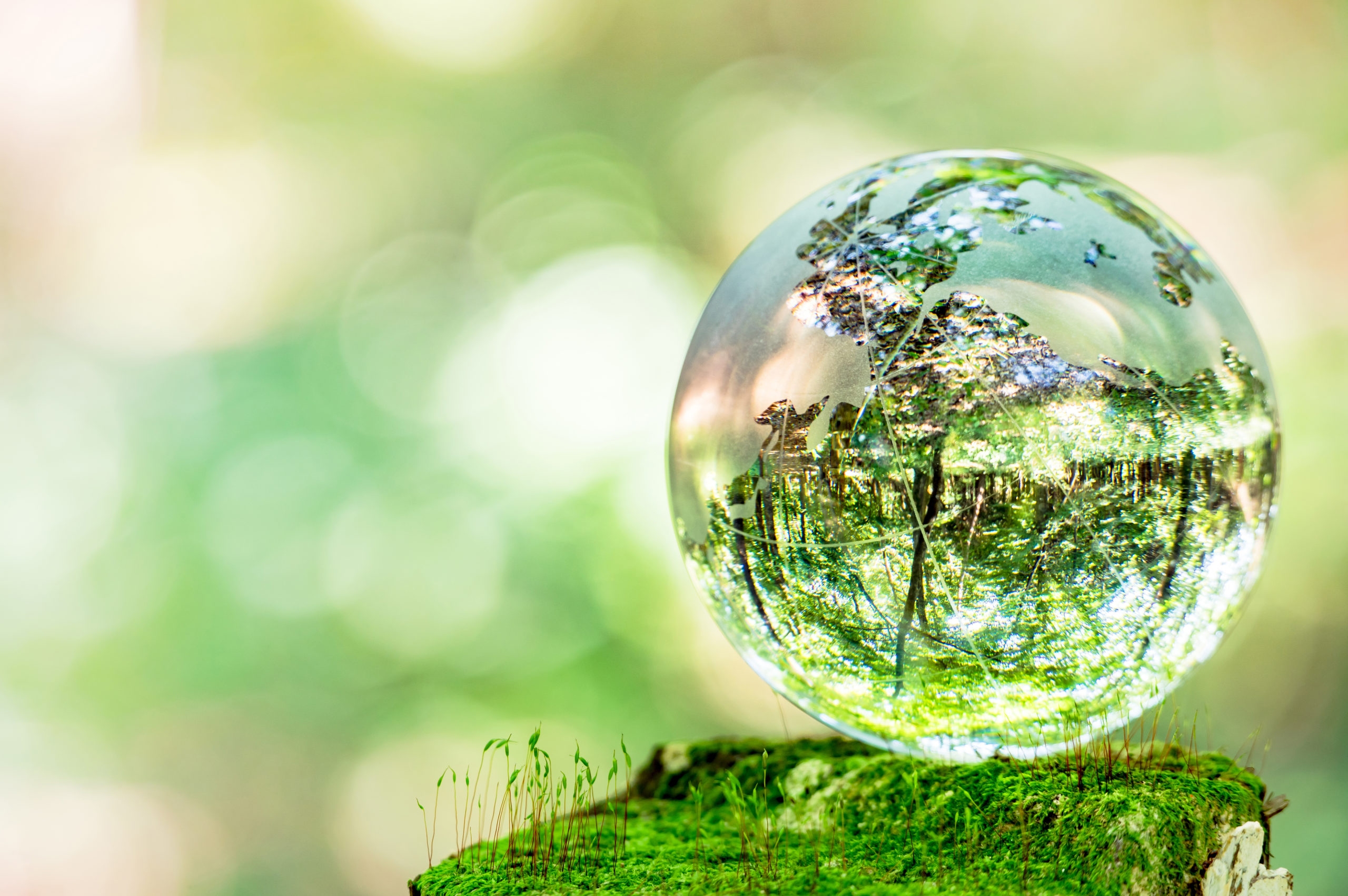 MOSS and glass globes